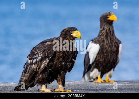 Juveniler Steller`s Seeadler. Nahaufnahme im Hochformat. Wissenschaftlicher Name: Haliaeetus pelagicus. Blauer Hintergrund. Stockfoto